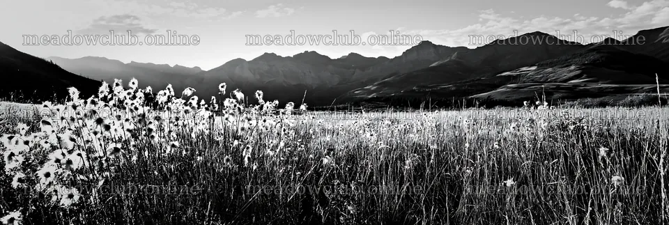 Meadow grass seedheads with mountains in black and white – meadow photos 13690x4602