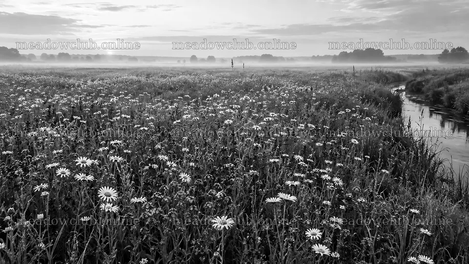 Morning Mist over a Flowering Meadow – meadow photos 10324x5812