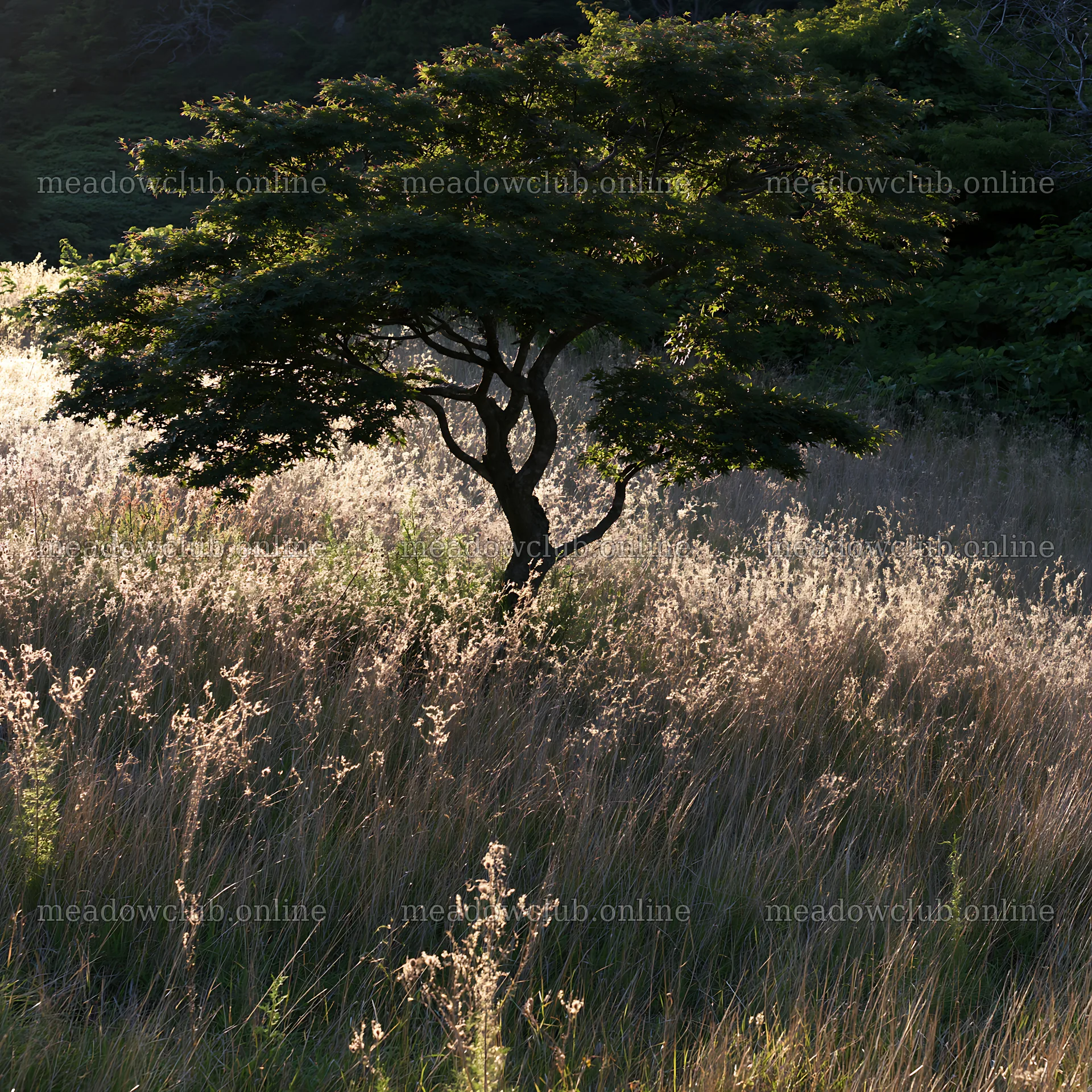 Ehime twilight meadow with dry seedheads and solitary tree – meadow photos 7938x7938