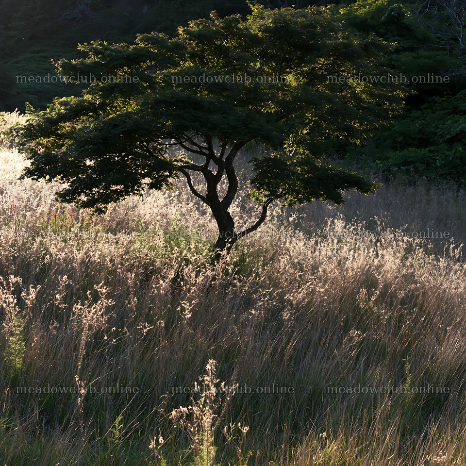 Ehime twilight meadow with dry seedheads and solitary tree – meadow photos 7938x7938