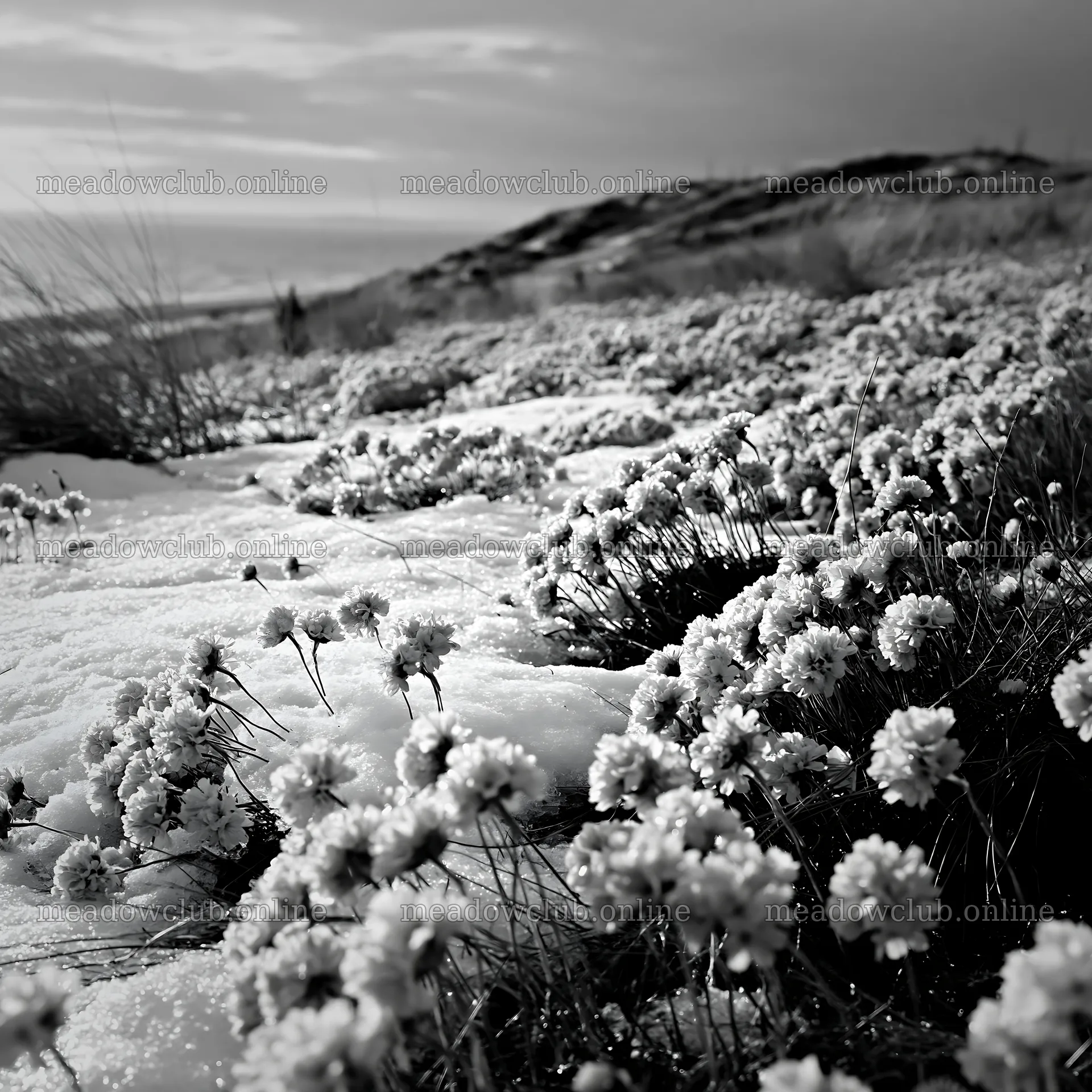 Dune meadow snow with pink flowers and ocean in the distance – meadow photos 7938x7938