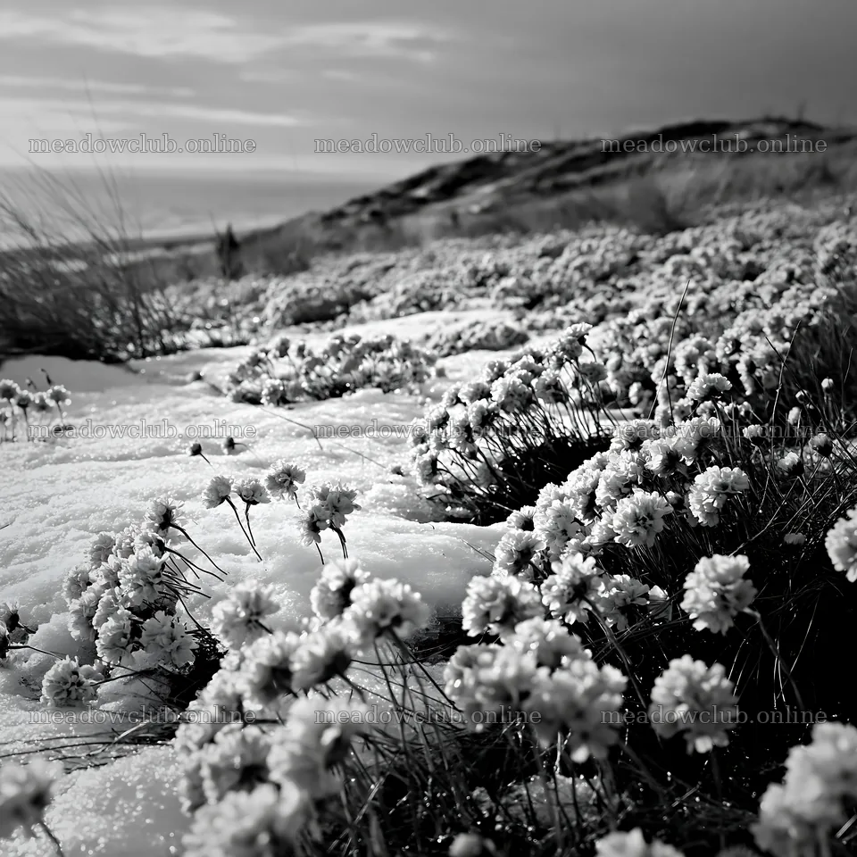 Dune meadow snow with pink flowers and ocean in the distance – meadow photos 7938x7938