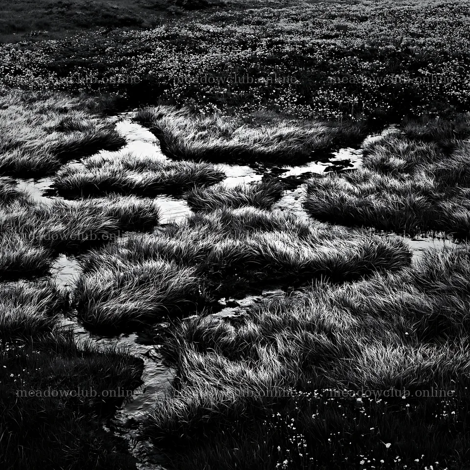 Akita snowmelt meadow with silver grasses and flowing water – meadow photos 7938x7938