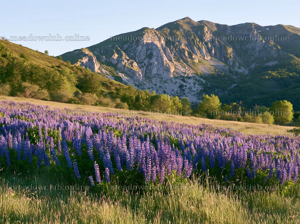 Lupin meadow with mountains in the background during daylight – meadow photos 9174x6866