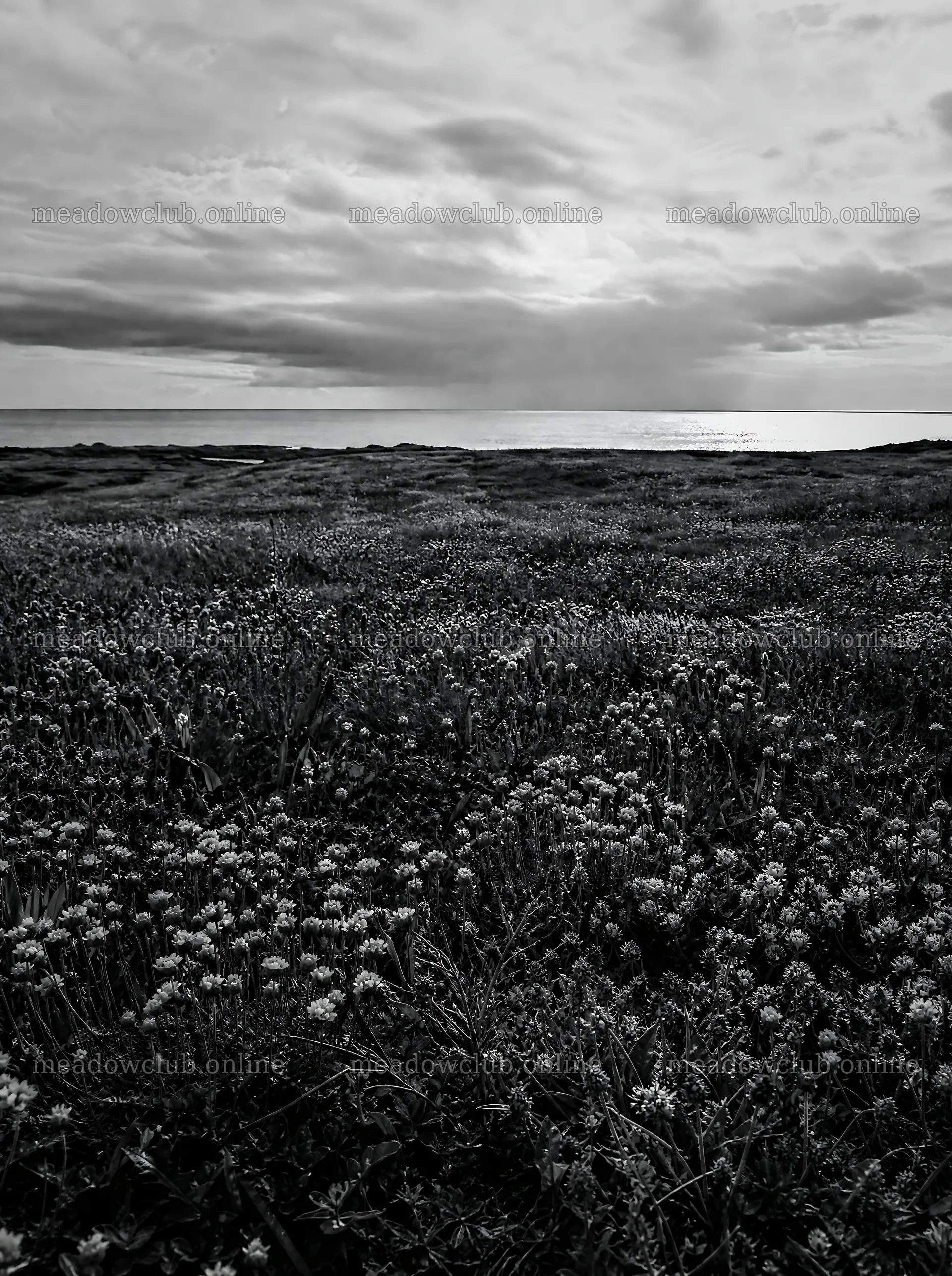 Rewilded meadow with coastal view under cloudy skies – meadow photos 6858x9186