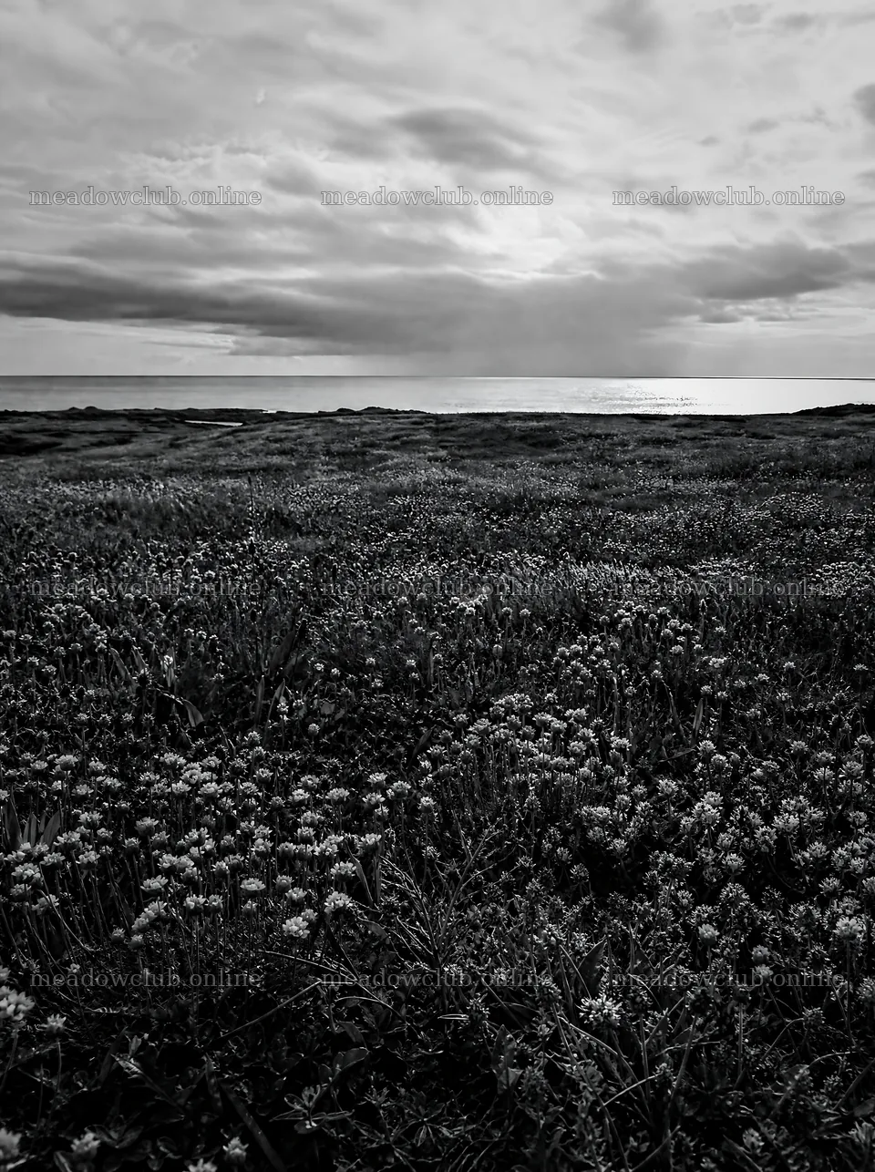 Rewilded meadow with coastal view under cloudy skies – meadow photos 6858x9186