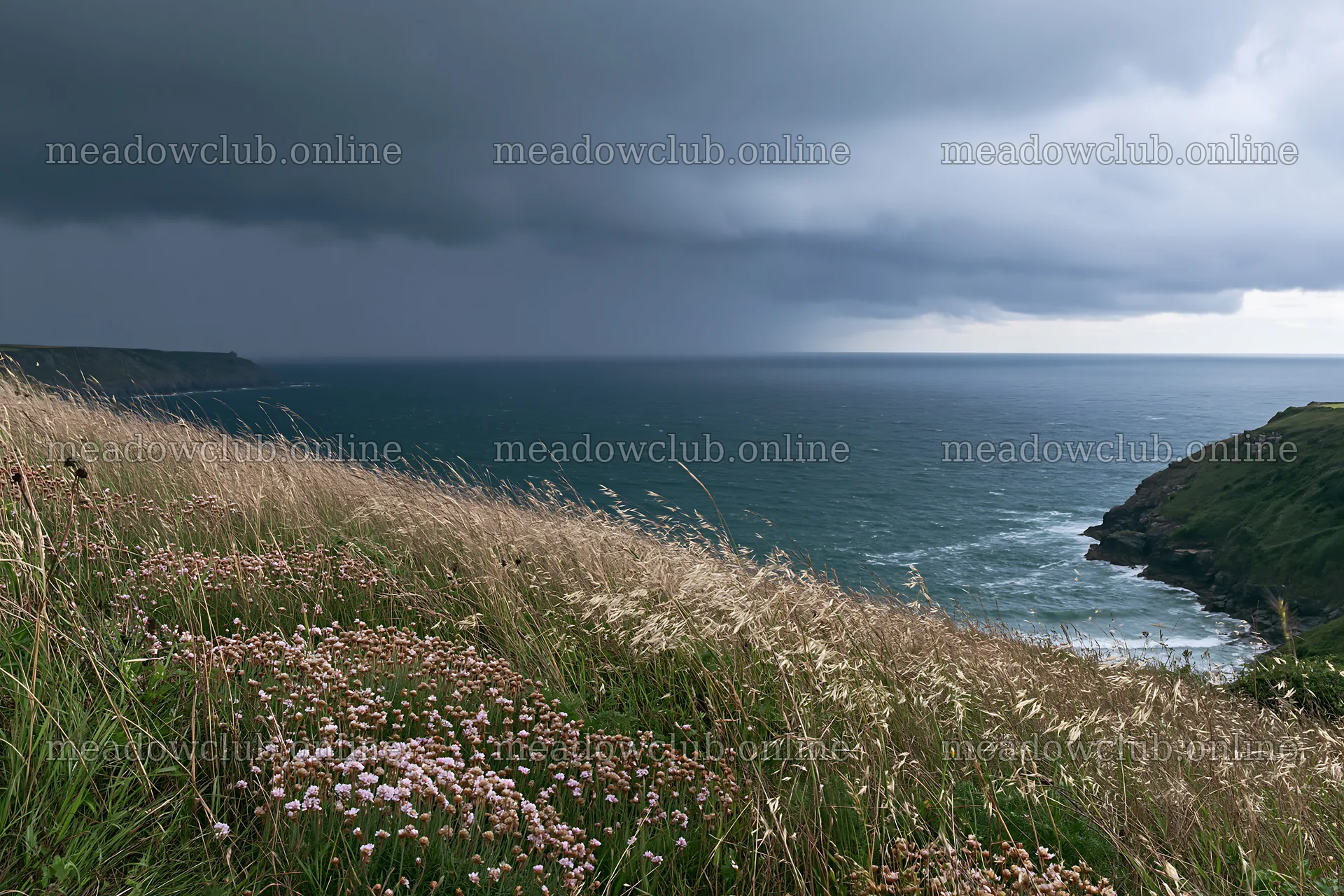 Meadow with seedheads overlooking the sea under dark clouds – meadow photos 9722x6480