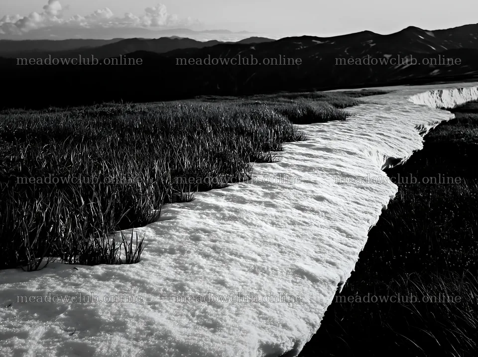 Akita snowmelt meadow with silver grasses in natural setting – meadow photos 9174x6866