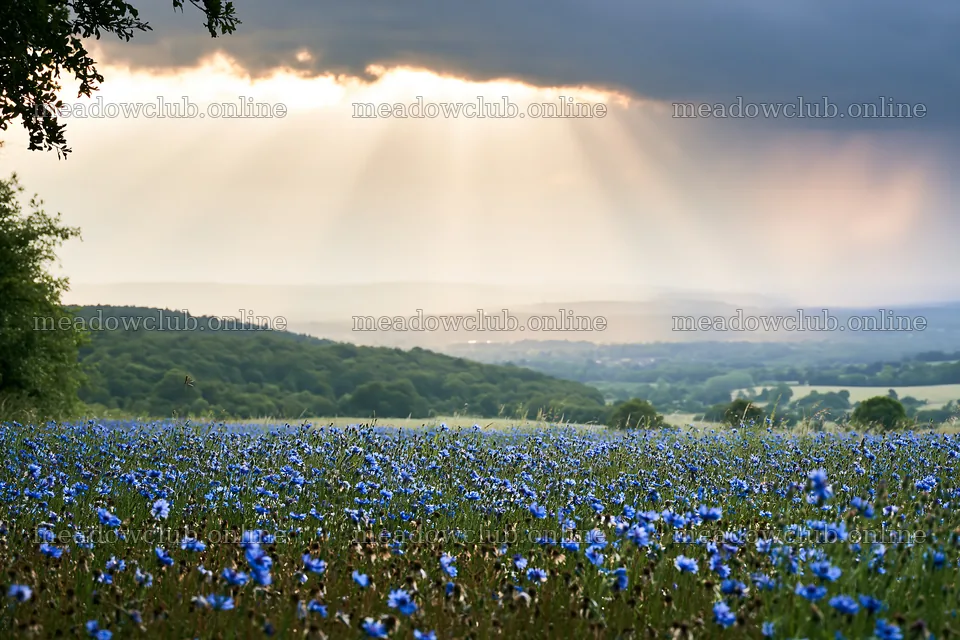 Cornflower meadow website header image with distant mountains – meadow photos 9722x6480