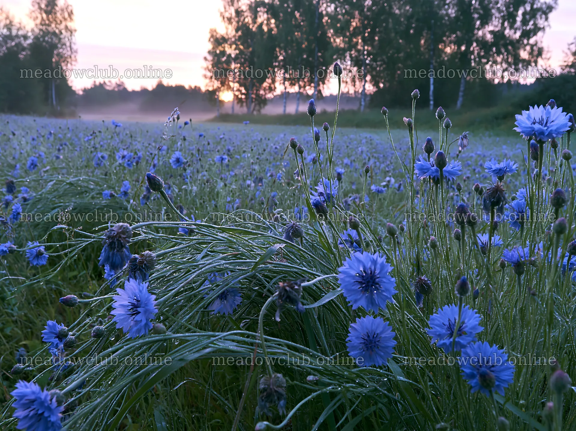Cornflower meadow website header image – meadow photos 9174x6866