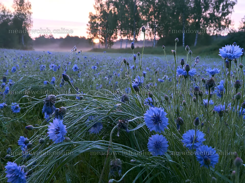 Cornflower meadow website header image – meadow photos 9174x6866