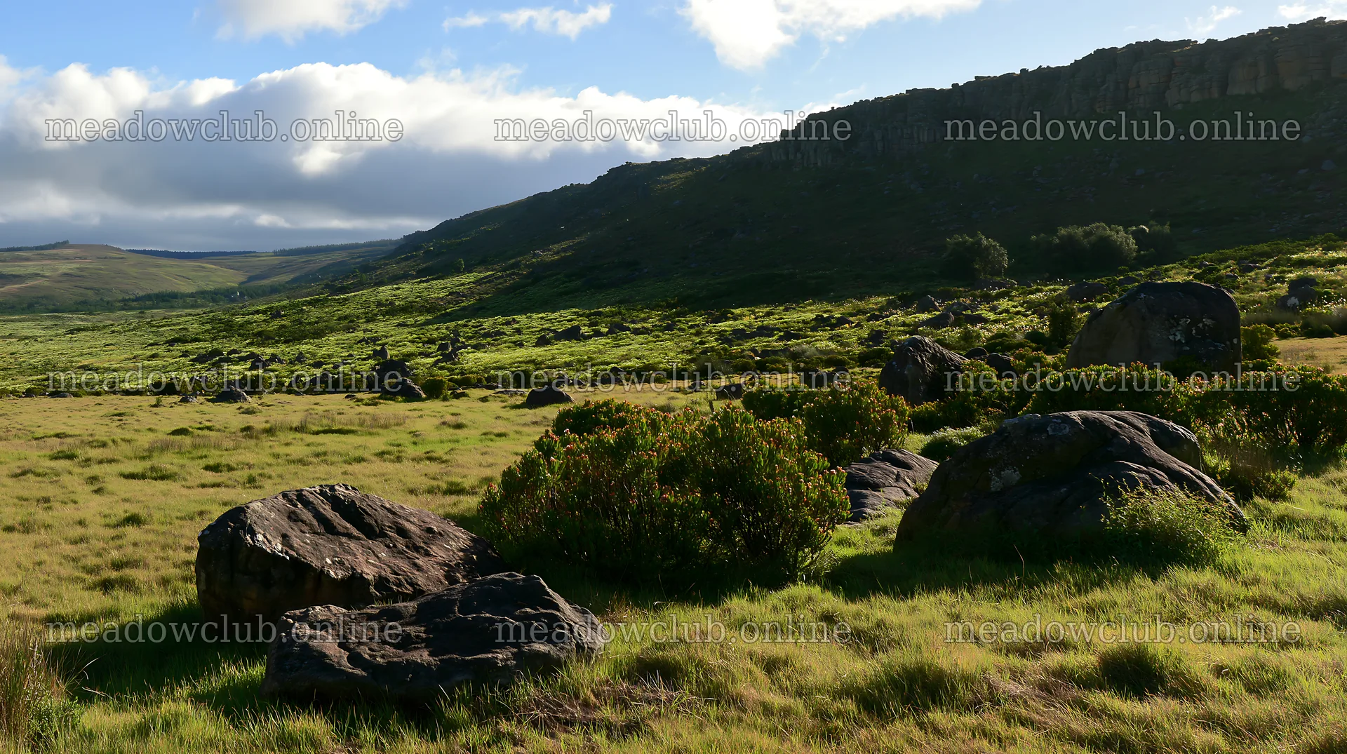 Biodiverse meadow with stones and green landscape – meadow photos 10608x5938
