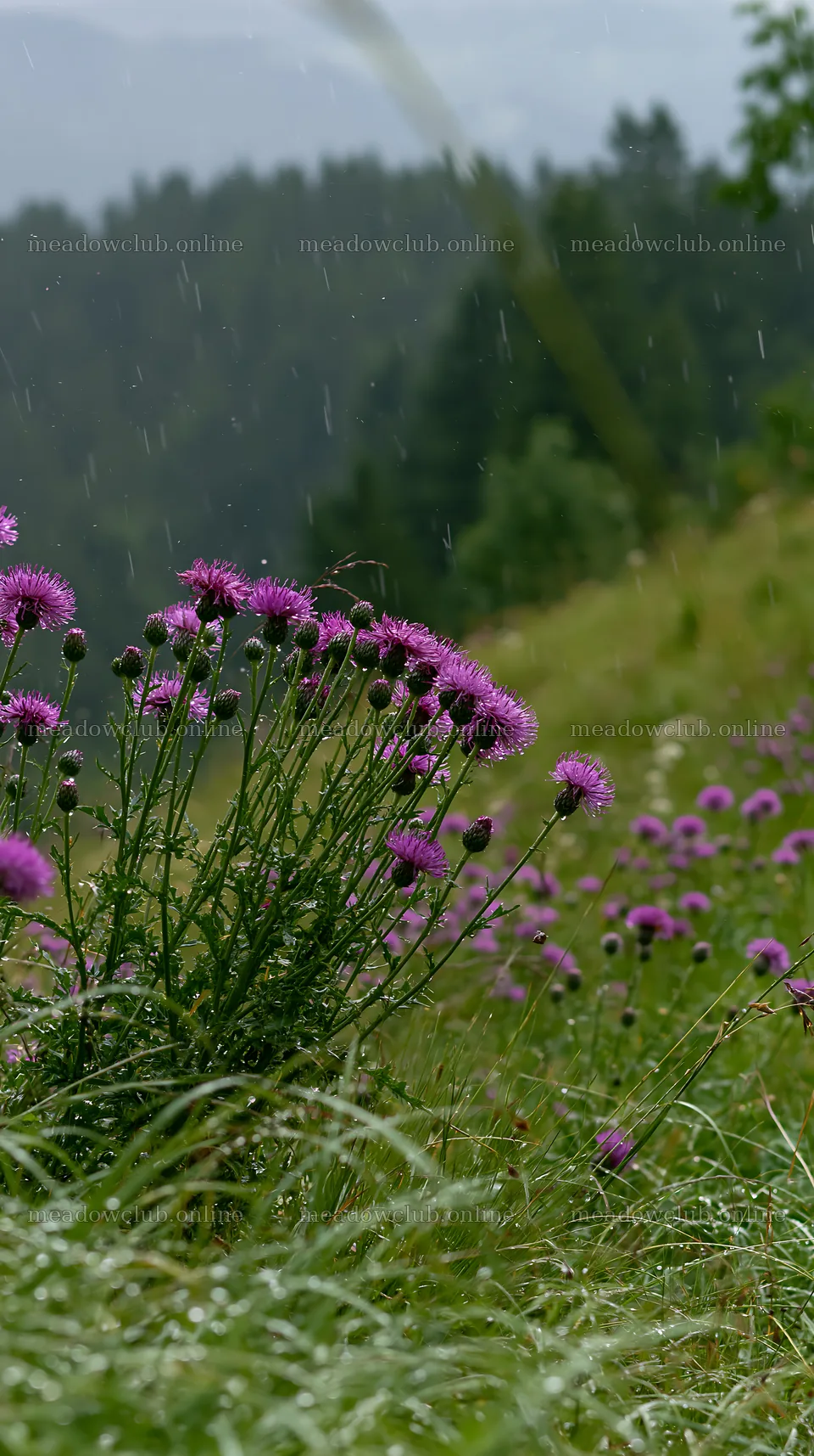 Meadow with knapweed in gentle rain near rolling hills – meadow photos 5938x10608
