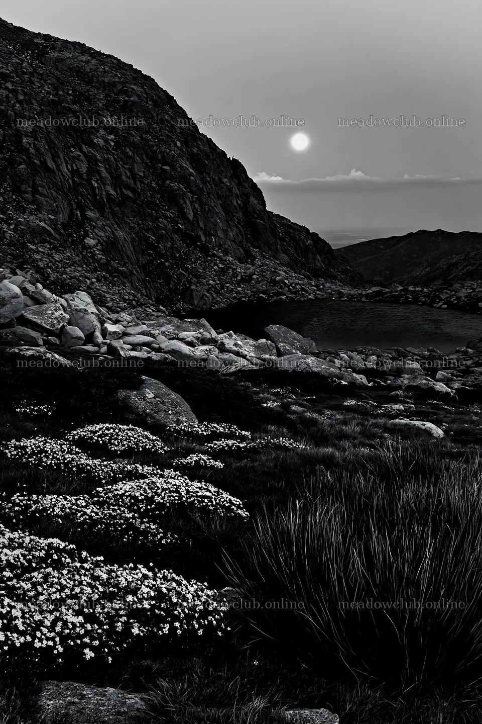 Moonlit meadow with flowers and rocky landscape – meadow photos 6480x9722