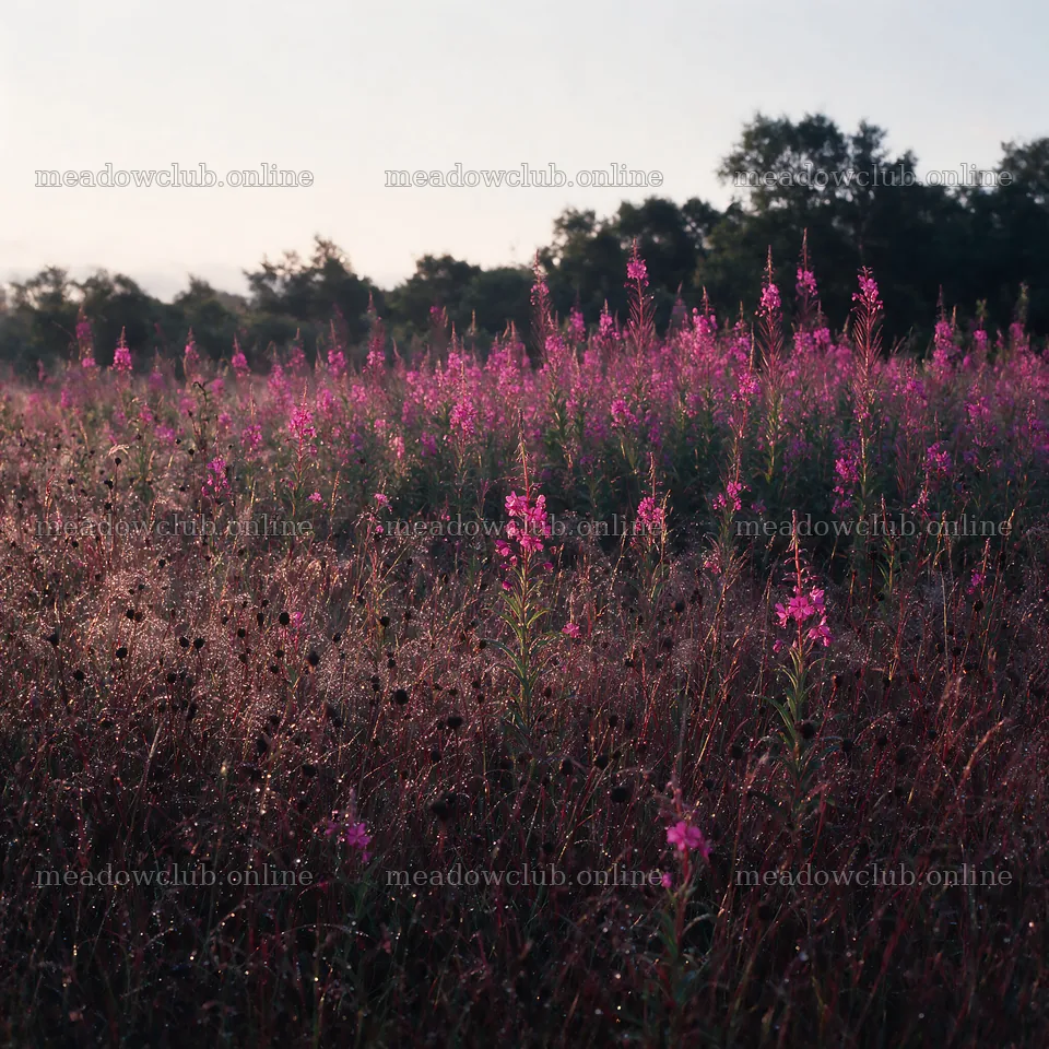 Dewy meadow with pink flowers at sunrise – meadow photos 7938x7938