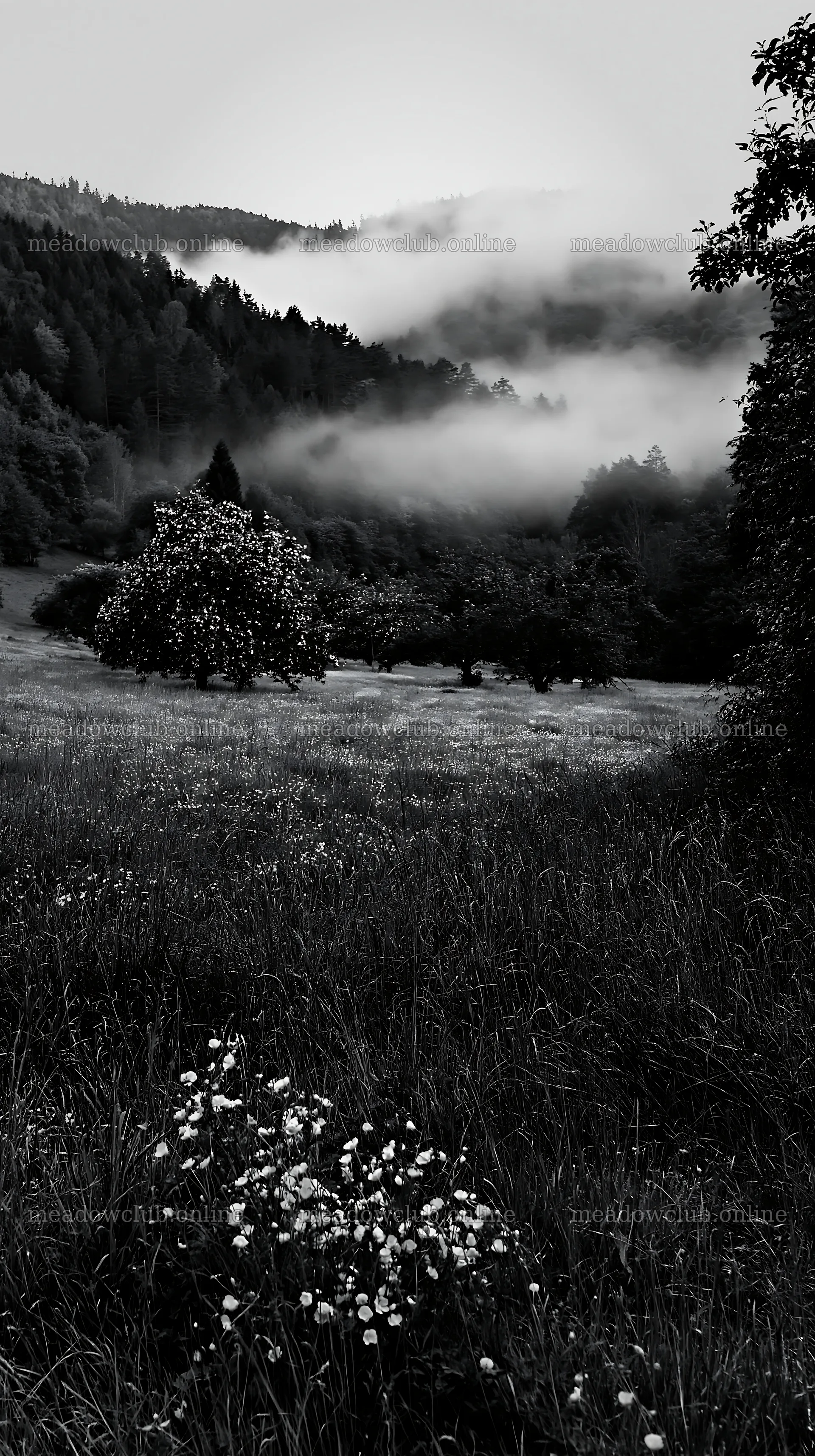 Apple meadow in valley with fog and flowers – meadow photos 5938x10608