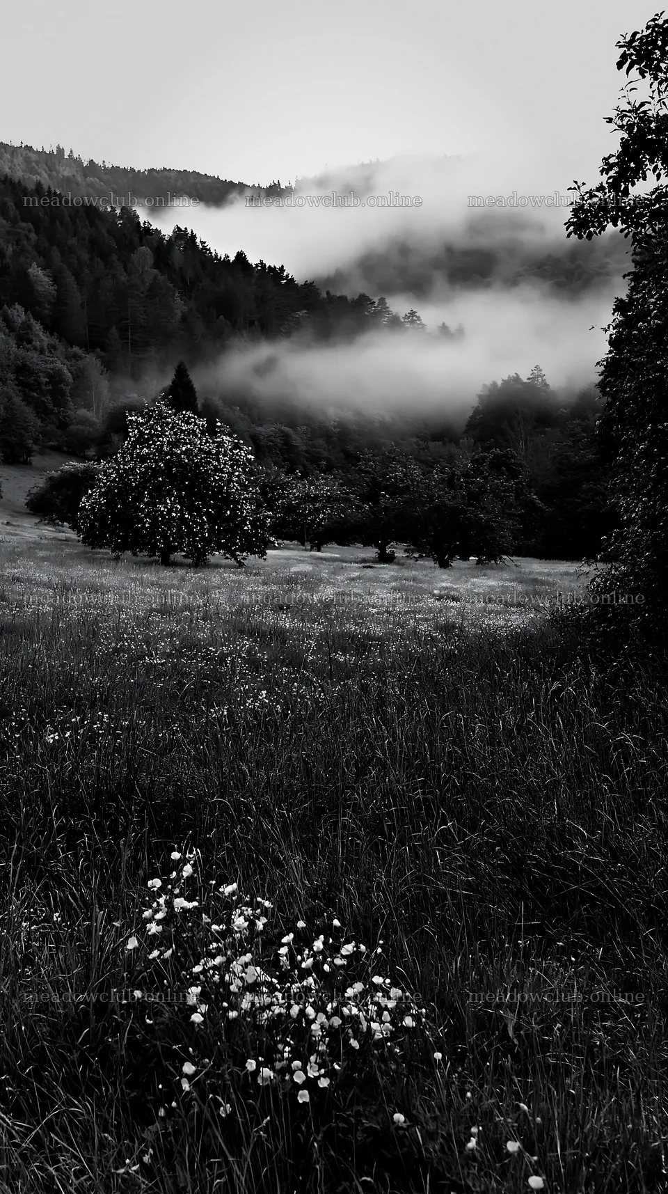 Apple meadow in valley with fog and flowers – meadow photos 5938x10608