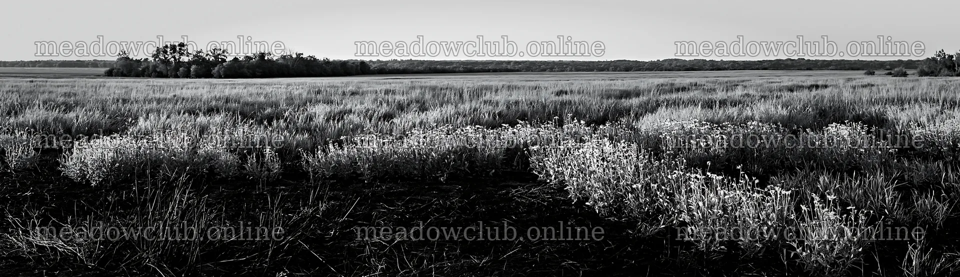 Regenerative meadow with flowers in green field – meadow photos 14762x4268
