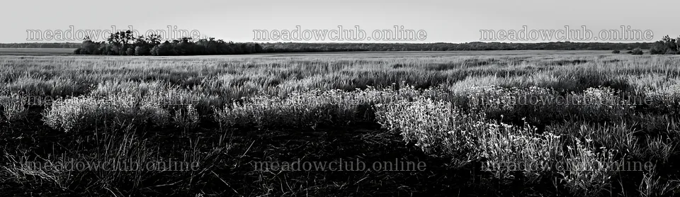 Regenerative meadow with flowers in green field – meadow photos 14762x4268