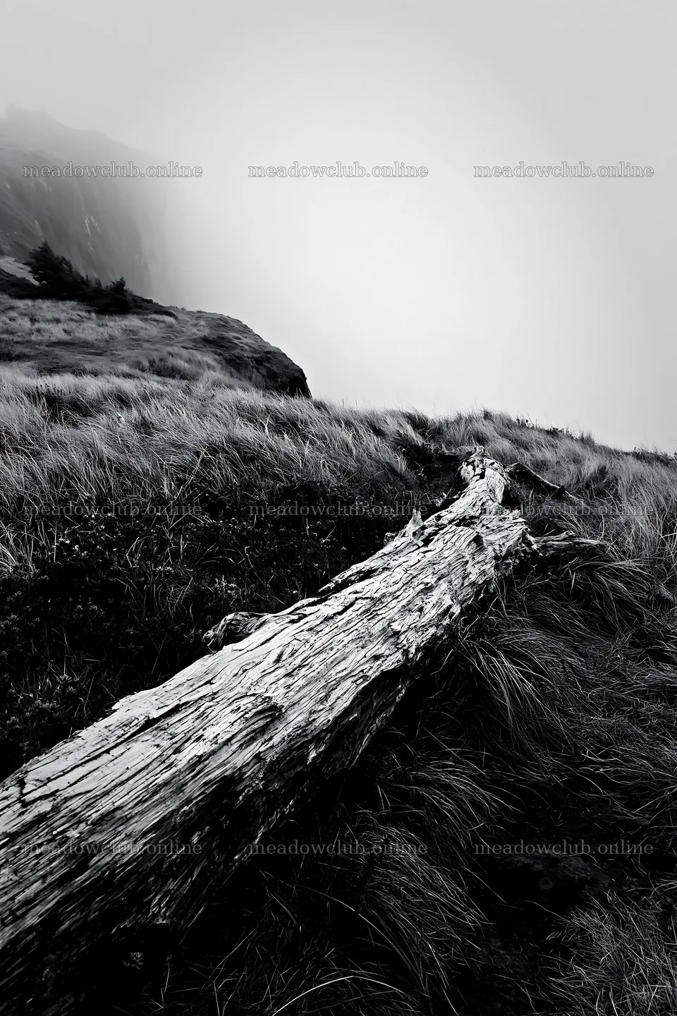 Weathered log in a meadow under foggy conditions – meadow photos 6480x9722