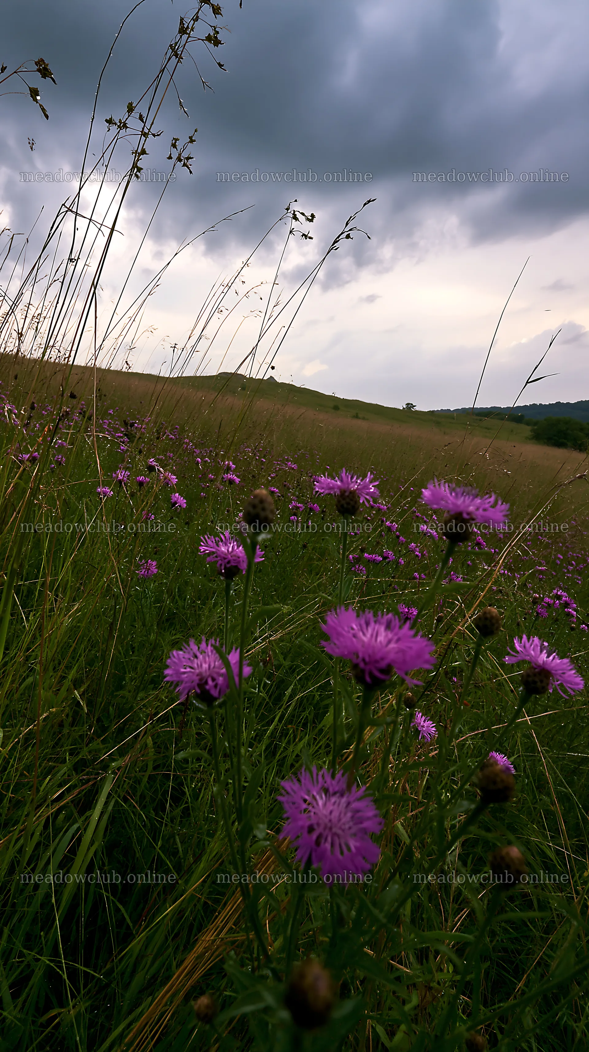Violet knapweed flowers in a meadow under cloudy skies – meadow photos 5938x10608