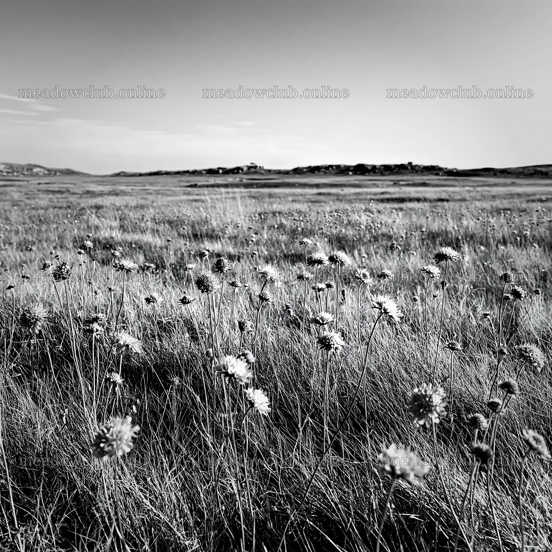 Limestone meadow with flowers under clear sky in bright light – meadow photos 7938x7938
