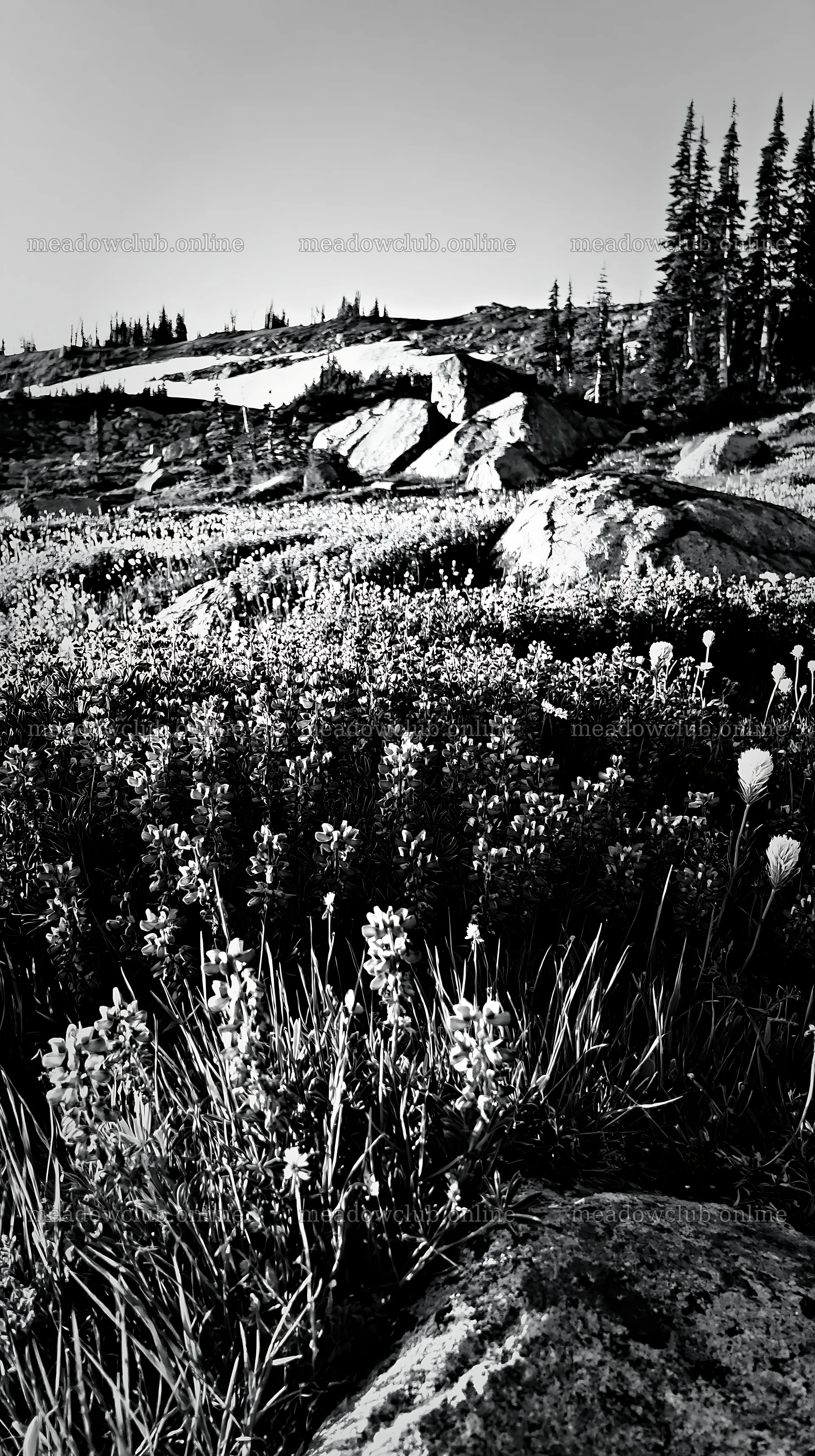 Meadow with boulders and wildflowers in bright sunlight – meadow photos 5938x10608
