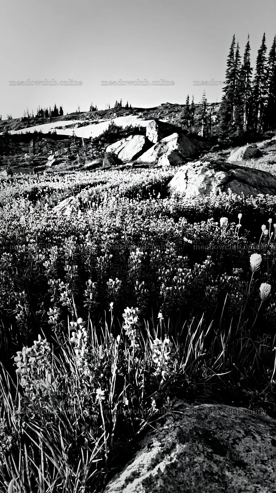 Meadow with boulders and wildflowers in bright sunlight – meadow photos 5938x10608