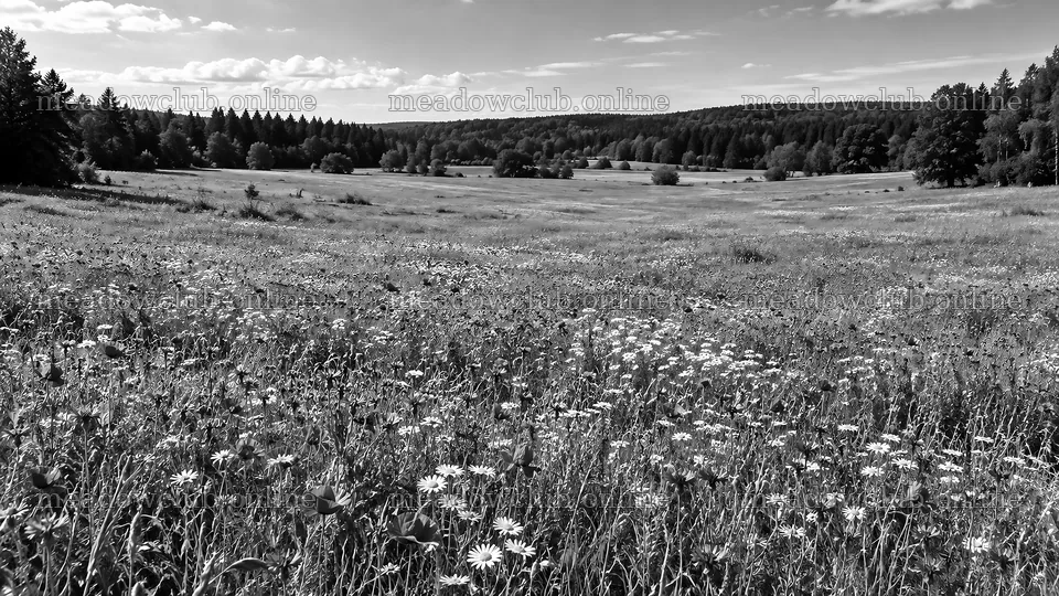 Wildflower Meadow in a Woodland Clearing – meadow photos 10324x5812