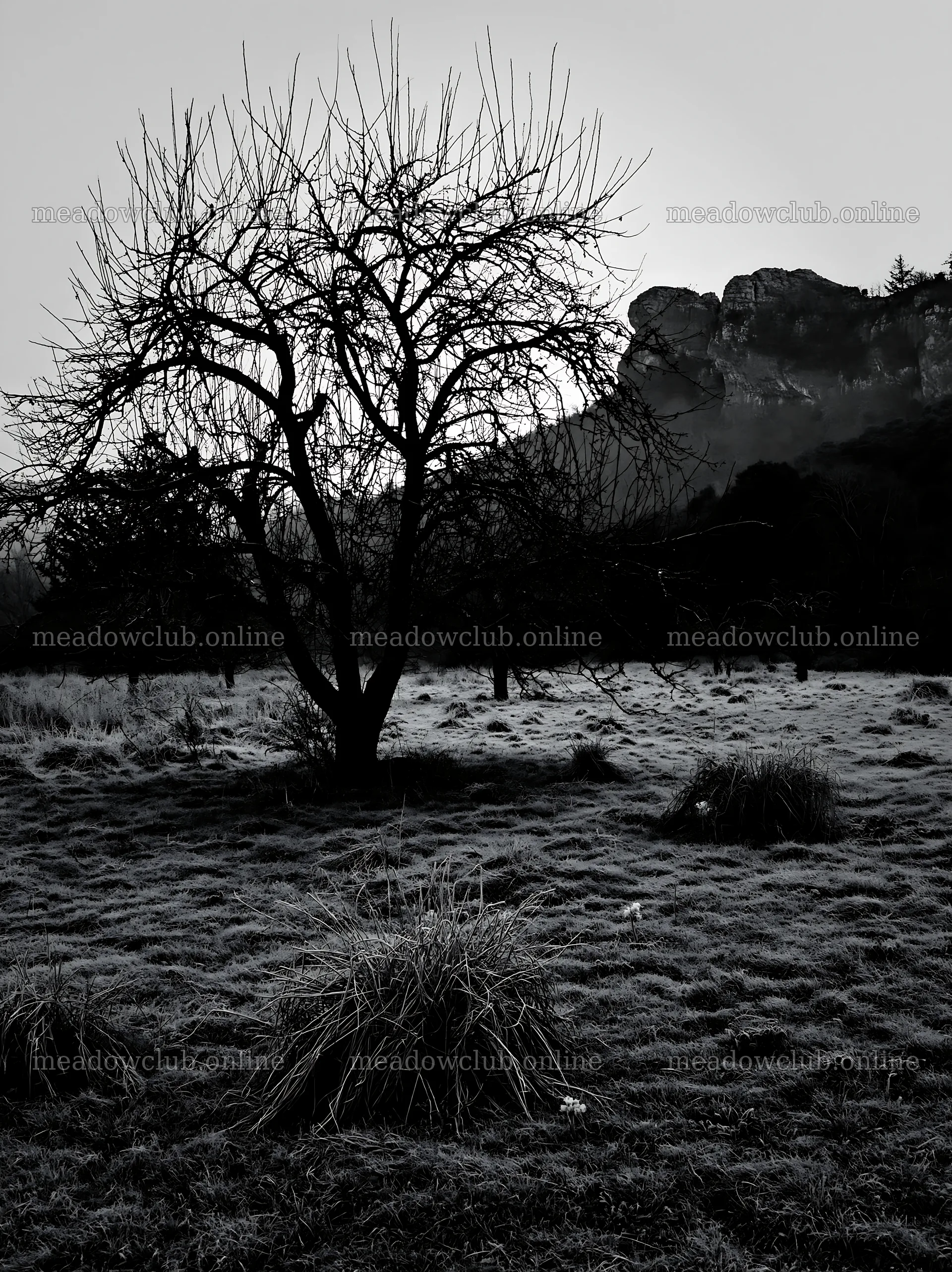 Apple tree in valley meadow near rocky hills – meadow photos 6866x9174