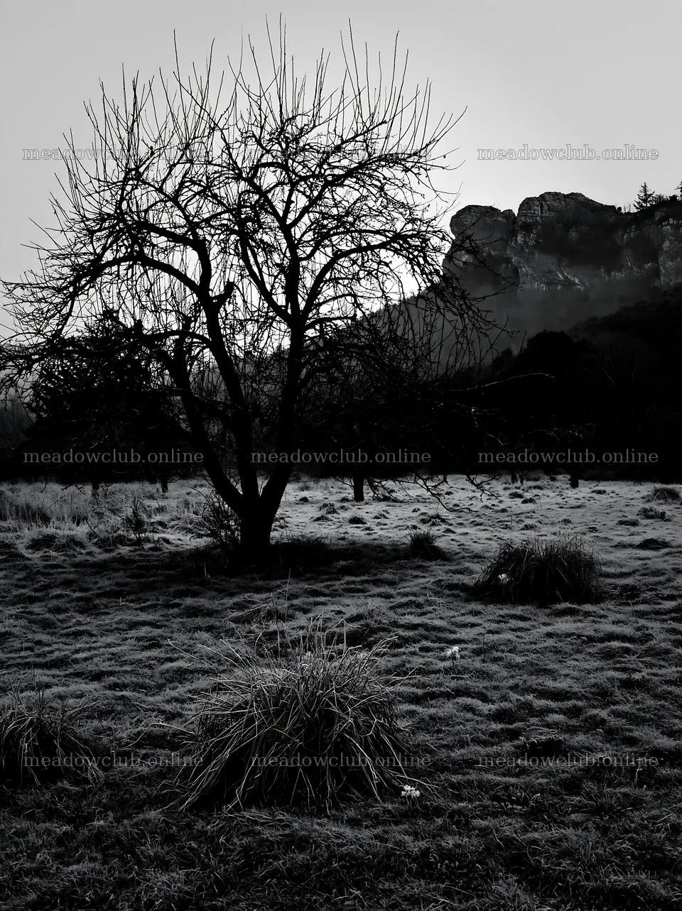 Apple tree in valley meadow near rocky hills – meadow photos 6866x9174