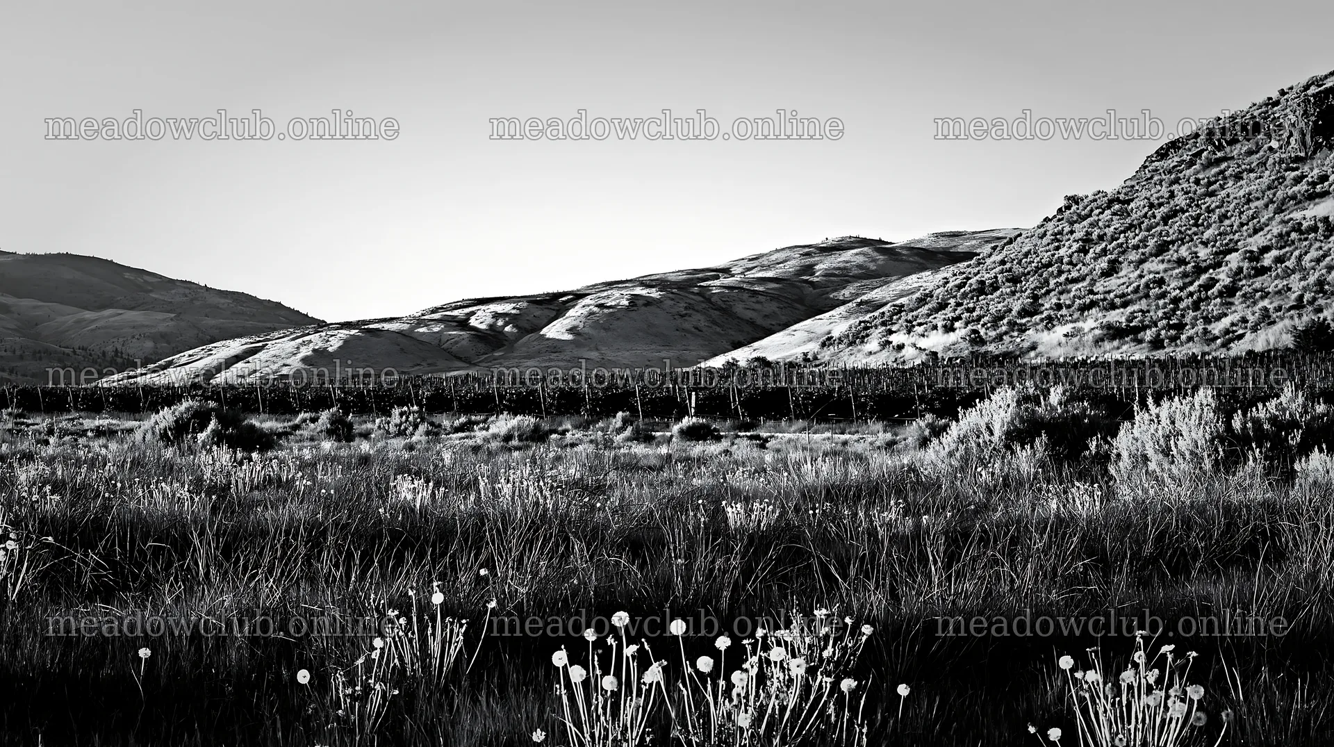Dandelion orchard meadow under a clear sky – meadow photos 10608x5938