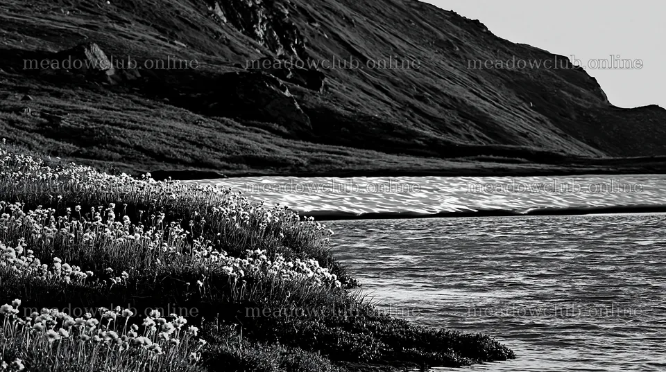 Frozen tarn meadow with melting snow and flowers along the shore – meadow photos 10608x5938