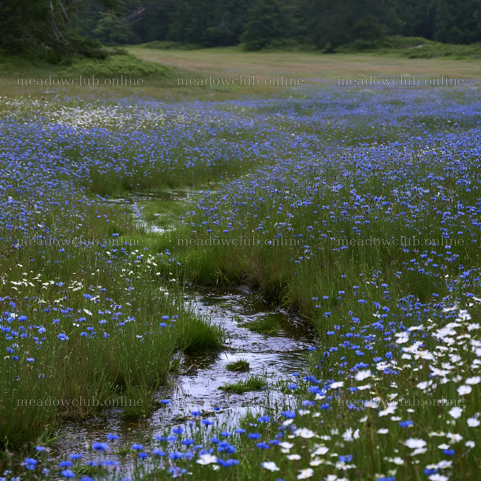 Rainy valley meadow with blooming flowers and flowing stream – meadow photos 7938x7938