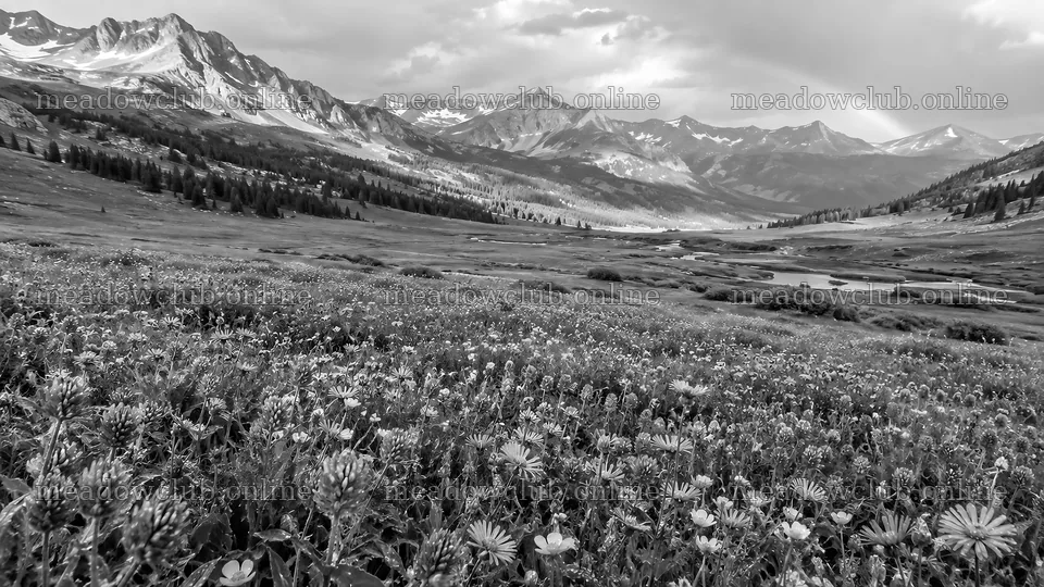 Monochrome Mountain Valley and Wildflower Meadow – meadow photos 10324x5812