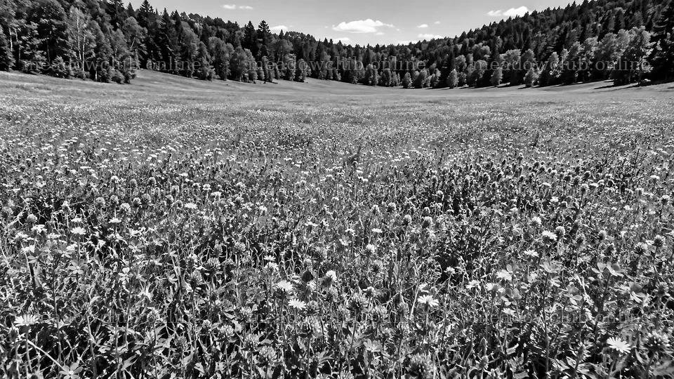 Wildflower Meadow in a Forest Clearing – meadow photos 10324x5812