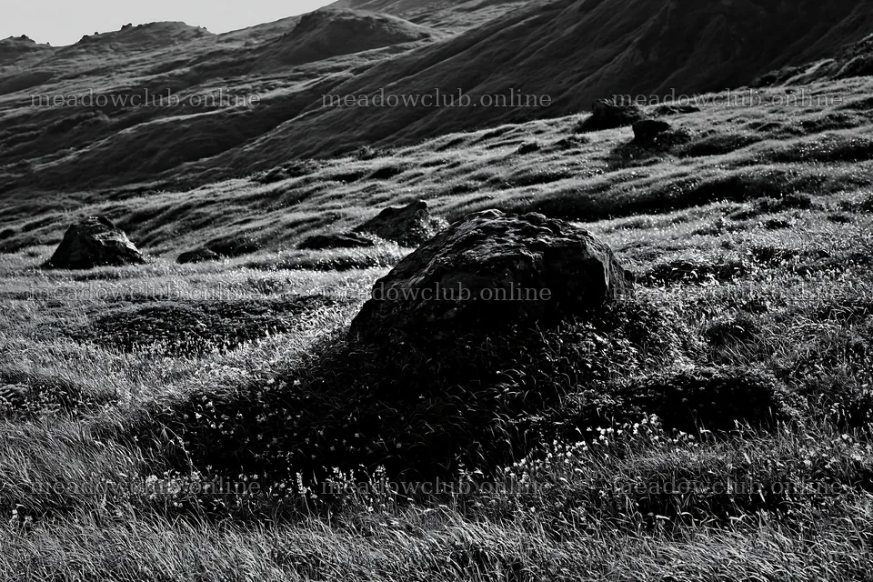 Aomori climate resilient meadow with boulder – meadow photos 9722x6480