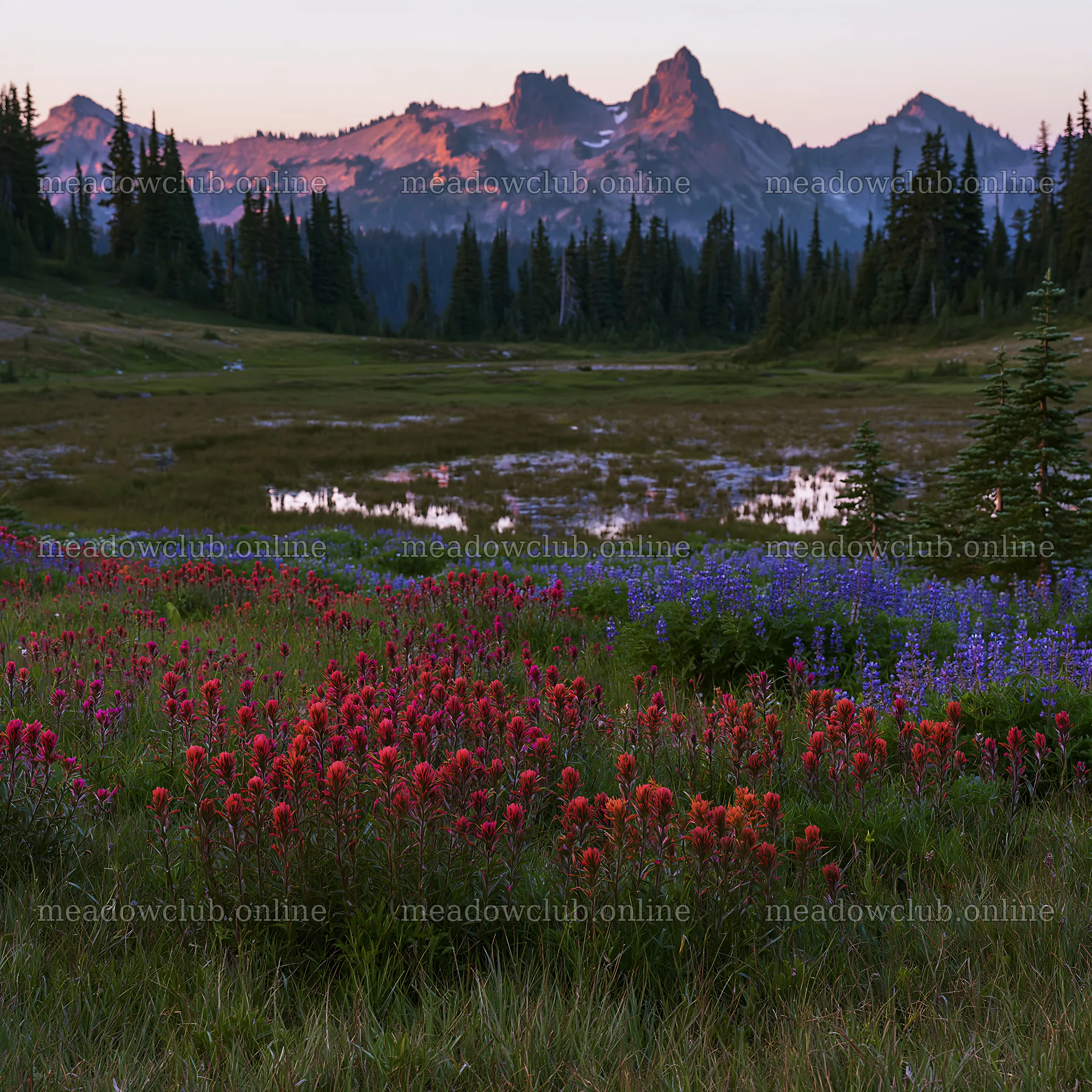 Mount Rainier paintbrush and lupine meadow at sunset – meadow photos 7938x7938