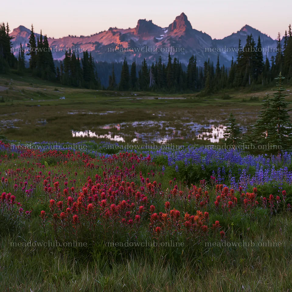 Mount Rainier paintbrush and lupine meadow at sunset – meadow photos 7938x7938