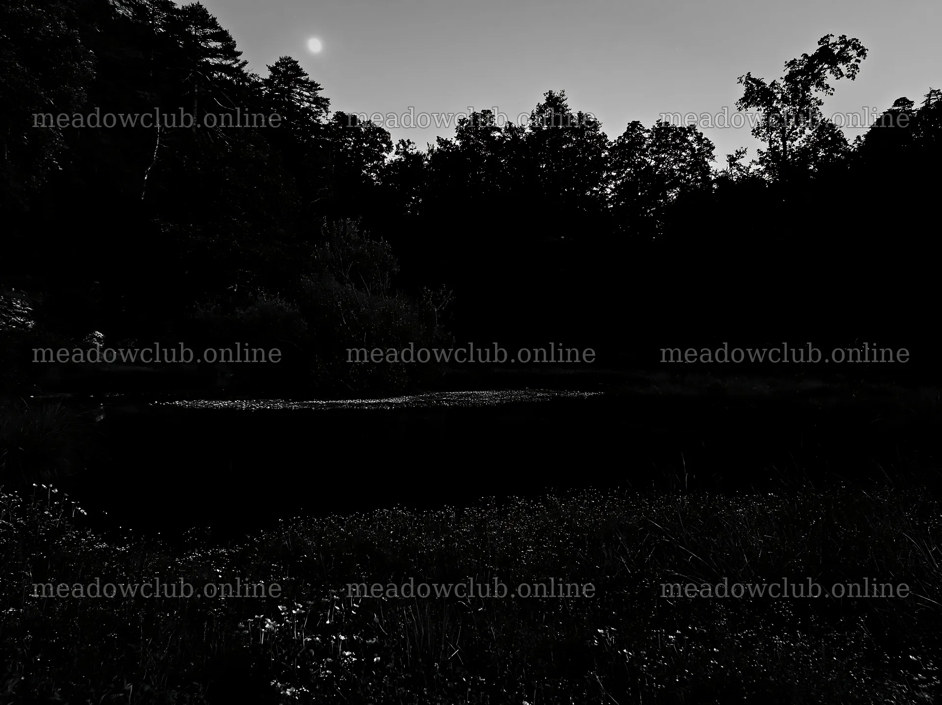 Moonlit meadow with trees and a calm pond at dusk – meadow photos 9174x6866