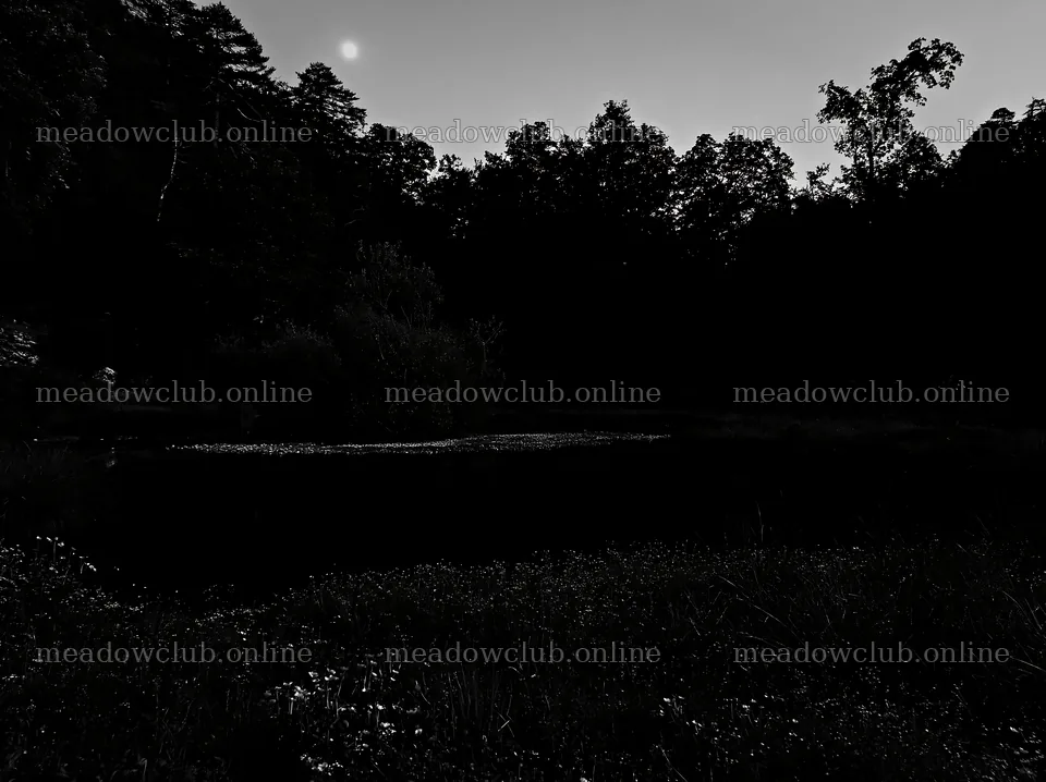 Moonlit meadow with trees and a calm pond at dusk – meadow photos 9174x6866