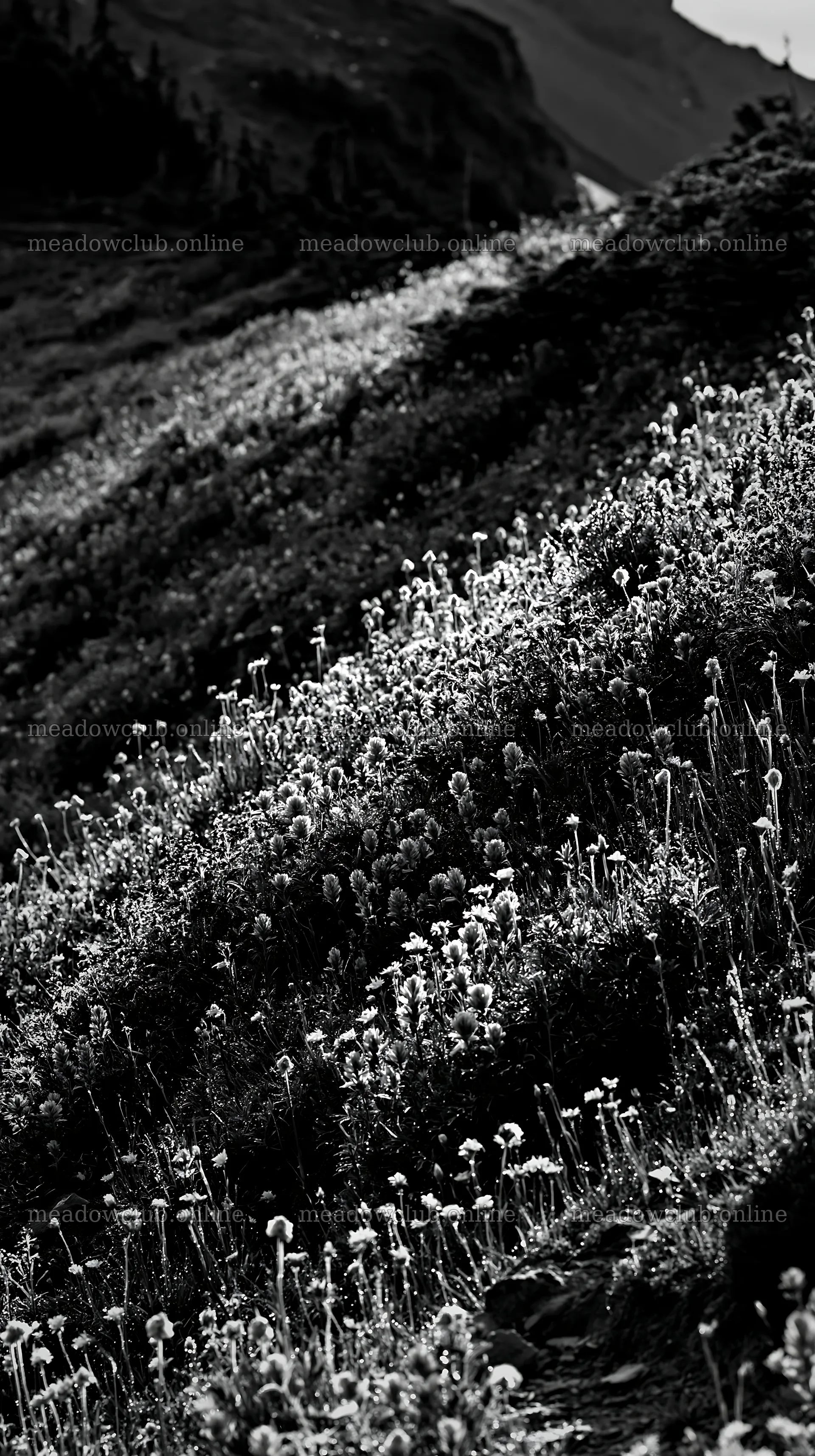Vibrant flowers fill a silver dew meadow in sunlight – meadow photos 5938x10608