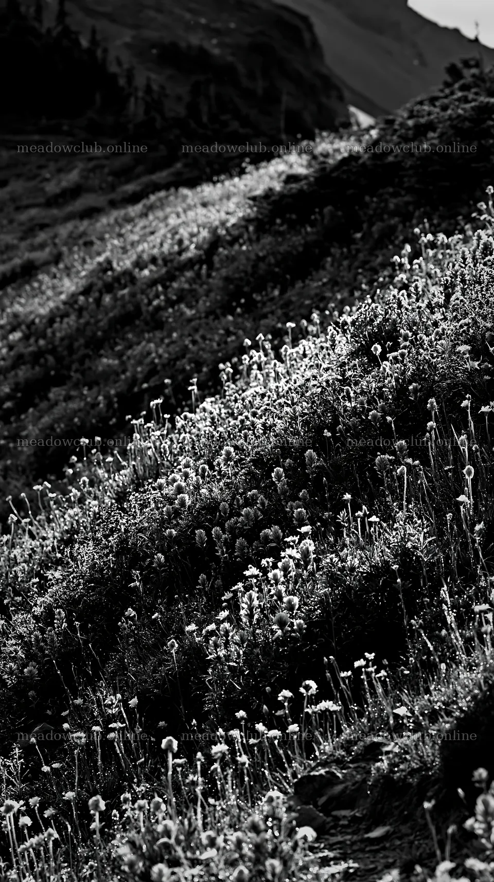 Vibrant flowers fill a silver dew meadow in sunlight – meadow photos 5938x10608