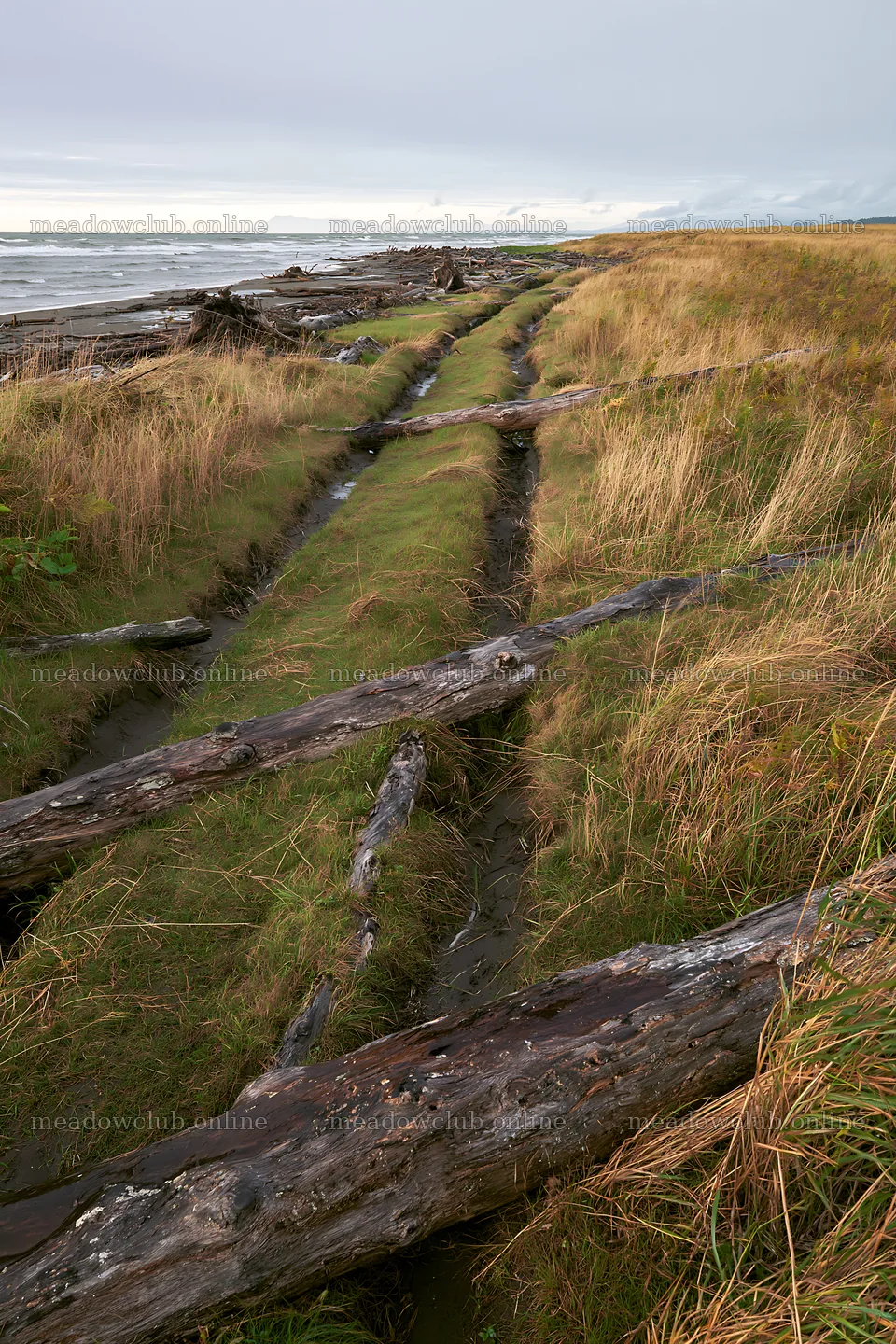 Ishikawa coastal meadow storm washed driftwood along the shore – meadow photos 6480x9722