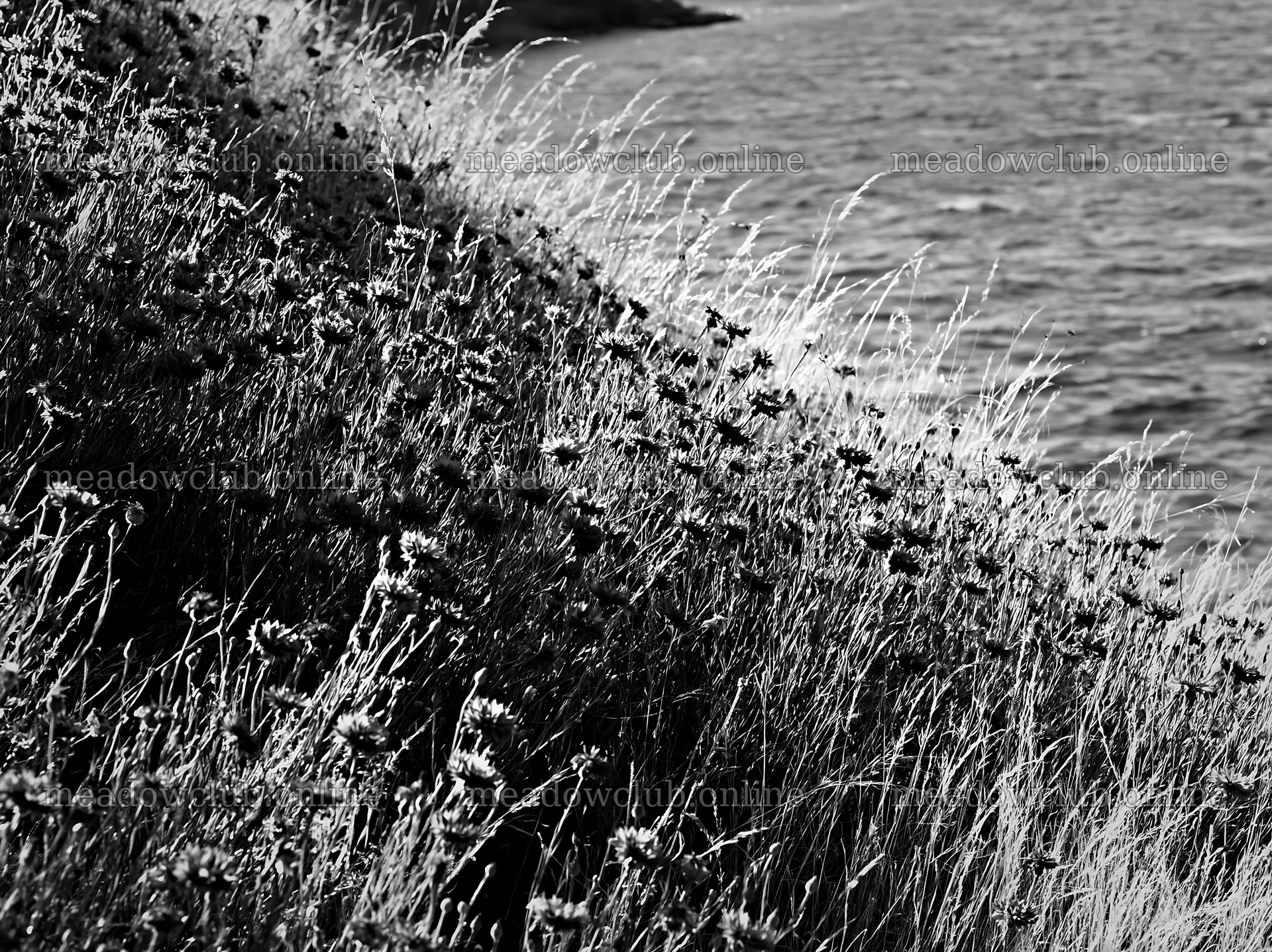 Flowers growing on a hillside by a lakeside in Germany – meadow photos 9174x6866