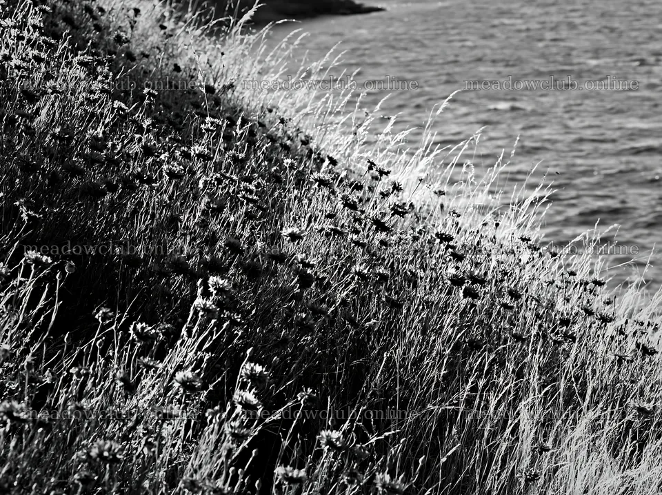 Flowers growing on a hillside by a lakeside in Germany – meadow photos 9174x6866