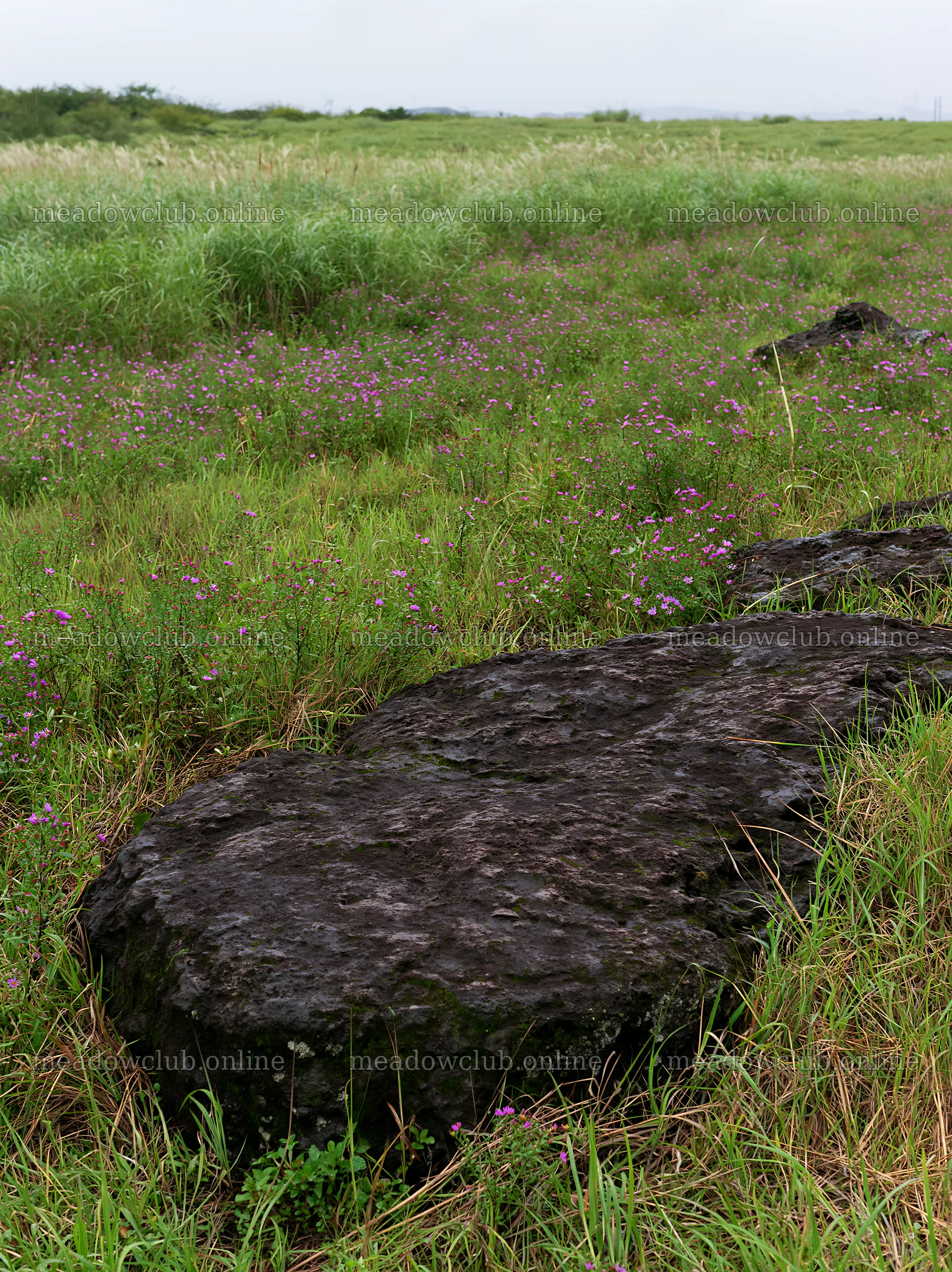 Kumamoto volcanic meadow dark rock foreground with grass and flowers – meadow photos 6866x9174