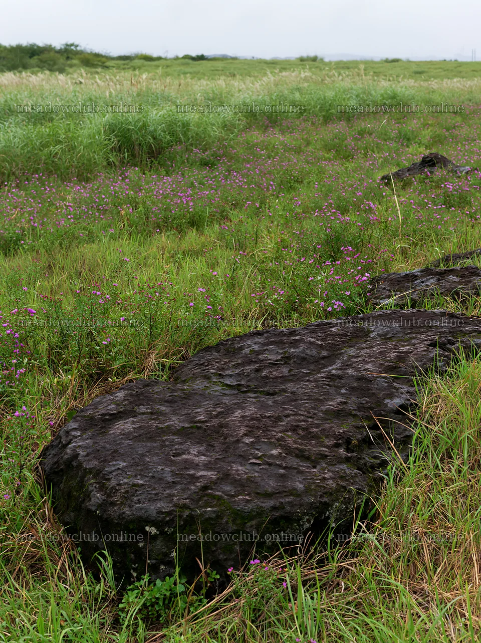 Kumamoto volcanic meadow dark rock foreground with grass and flowers – meadow photos 6866x9174