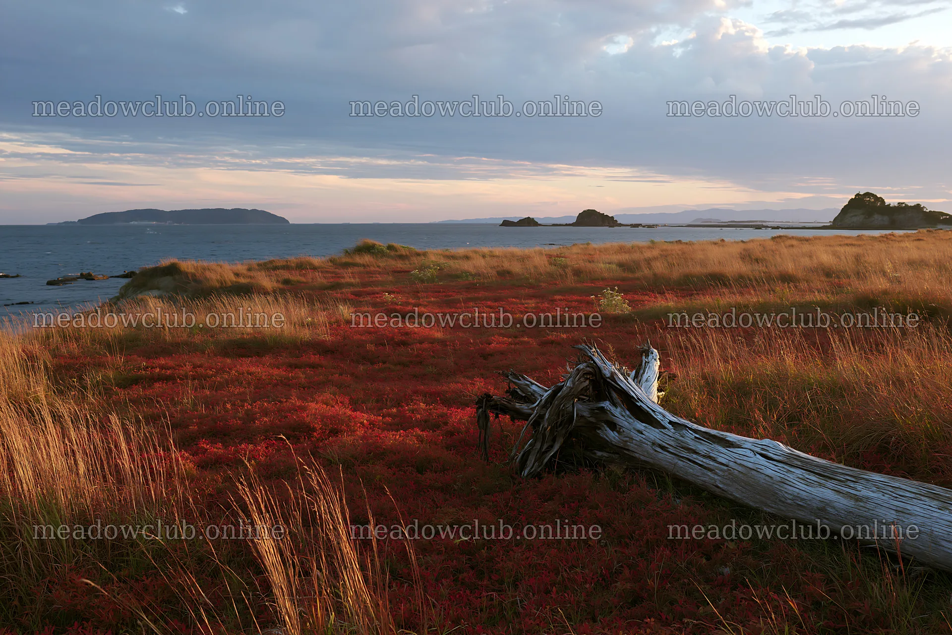 Nagasaki coastal meadow with driftwood on grassy plains – meadow photos 9722x6480