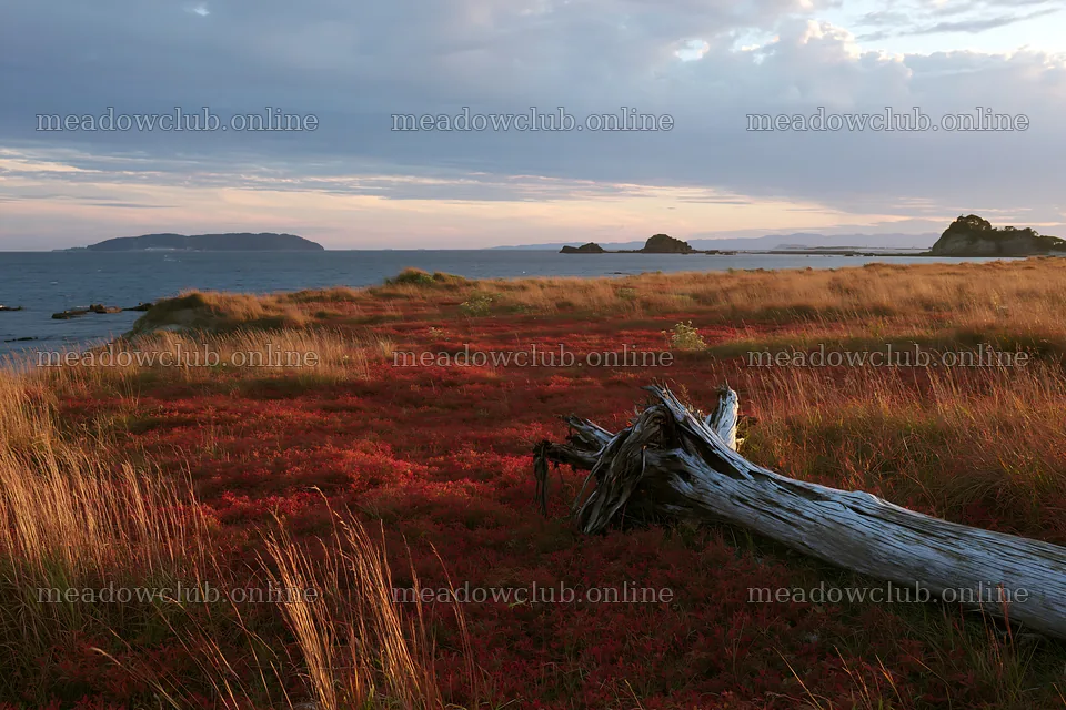 Nagasaki coastal meadow with driftwood on grassy plains – meadow photos 9722x6480
